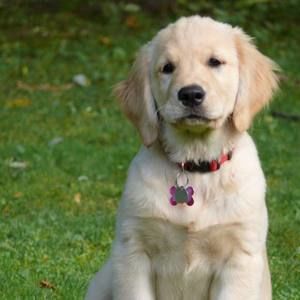 Meet your Posher, Suzie